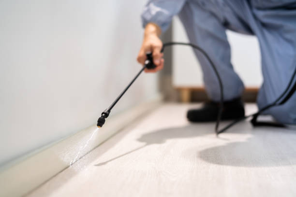 Certified termite inspector examining foundation in Fife